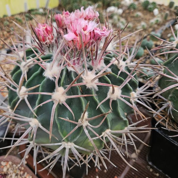 Echinocactus texensis JO 493